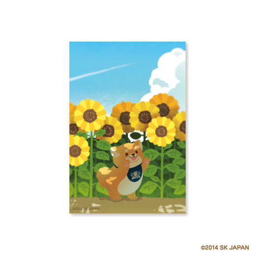 【8月発送】忠犬もちしば　ポストカード（ひまわり）